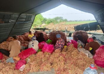 Bawang Merah,Jadi Komoditas Unggulan di Urban Farming Korem 051/Wkt