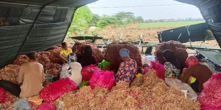Bawang Merah,Jadi Komoditas Unggulan di Urban Farming Korem 051/Wkt