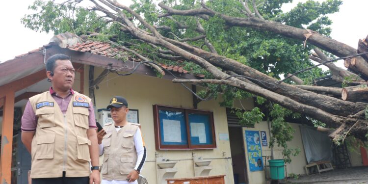 Rumah Warga Tertimpa Pohon, Pj.Wali Kota Tegal Gerak Cepat Pantau Lokasi