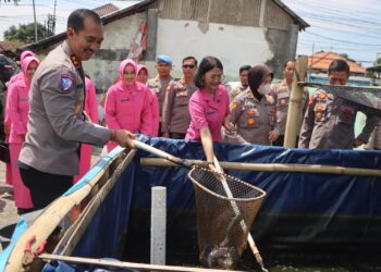 Dukung Ketahanan Pangan, Polsek Sumurpanggang dan Tegal Timur Kota Tegal Panen Ikan Lele