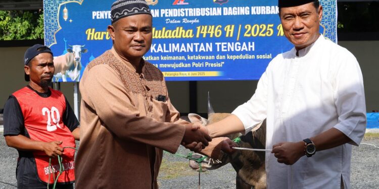 Rayakan Hari Idul Adha 1446 Hijiriah, Polda Kalteng Sembelih 47 Sapi dan 12 Kambing