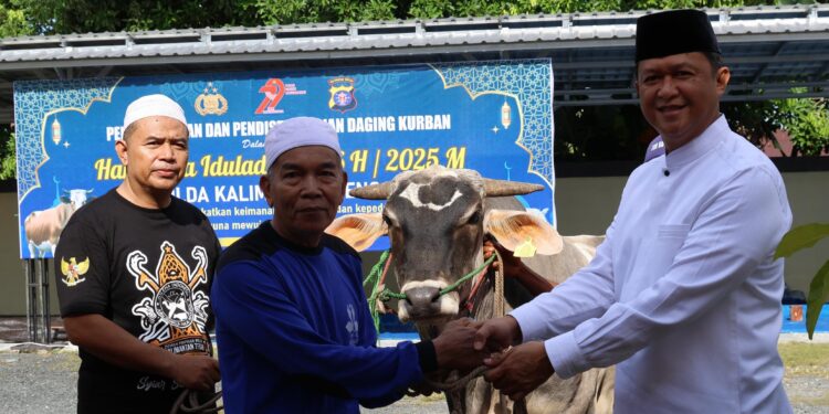 Rayakan Idul Adha 1446 H, Polda Kalteng Sembelih 52 Sapi dan 12 Kambing