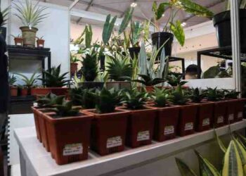 Rutan Kelas I Tangerang Tampilkan Tanaman Hasil Pembinaan di FLOII Expo 2025