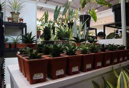Rutan Kelas I Tangerang Tampilkan Tanaman Hasil Pembinaan di FLOII Expo 2025