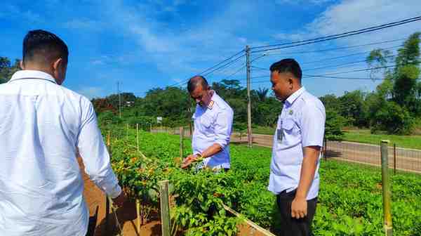 Rutan Kelas I Tangerang Kembangkan Budidaya Cabai di Lahan SAE sebagai Wujud Pembinaan Produktif dan Dukung Ketahanan Pangan