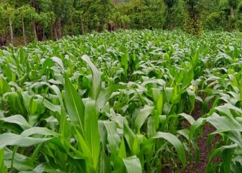 Pemdes Benuang Galing Sukses Melaksanakan Kegiatan Ketahanan Pangan