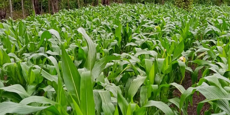 Pemdes Benuang Galing Sukses Melaksanakan Kegiatan Ketahanan Pangan