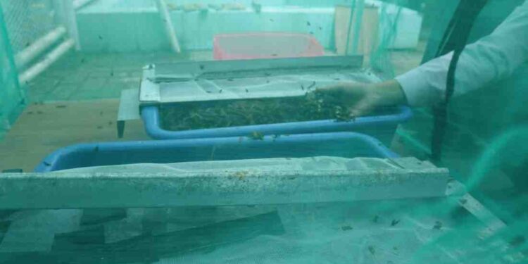 Dorong Ketahanan Pangan, Rutan Kelas I Tangerang Kembangkan Budidaya Maggot